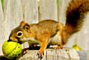 Click for more info on American Red Squirrel