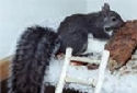 Animal-World info on Eastern Gray Squirrel