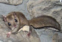 Animal-World info on Southern Flying Squirrel