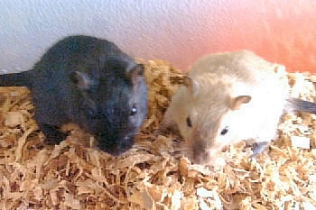 Picture of "Yang" and "Yin", a couple male Mongolian Gerbils!