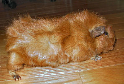 Abyssinian Guinea Pig, Guinea Pig Pictures