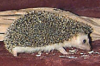 "Dizzy" is an African Pygmy Hedgehog