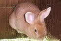 Click for more info on Creme D'Argent Rabbits