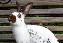 English Spot Rabbit