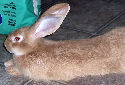 Click for more info on Flemish Giant Rabbit