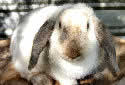 Animal-World info on French Lop Rabbit