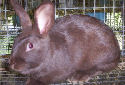 Animal-World info on Havana Rabbits