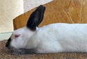 Animal-World info on Himalayan Rabbit