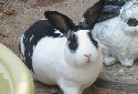 Mini Rex Rabbits Fact Sheet