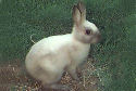 Animal-World info on Brittania Petite Rabbit