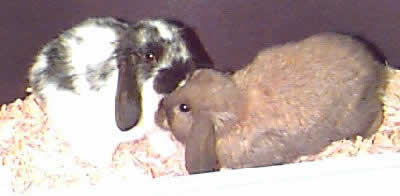 Picture of Mini lop Rabbits