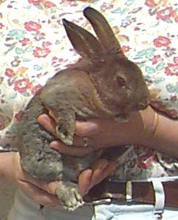 Picture of Castor colored Mini Rex Rabbit