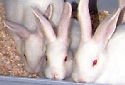 Animal-World info on New Zealand Rabbits