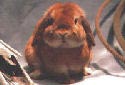 Animal-World info on Holland Lop Rabbits