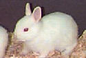 Animal-World info on Polish Rabbits
