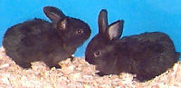 Black Silver Marten baby rabbits