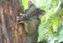 Animal-World info on Common Ringtail Possum