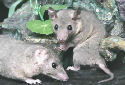 Animal-World info on Short Tailed Opossums