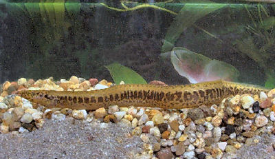 Ocellated Spiny Eel, Mastacembelus vanderwaali, African Spiny Eel