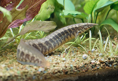 Half-banded Spiny Eel, Fish guides for aquarium eels and eel-like fish types