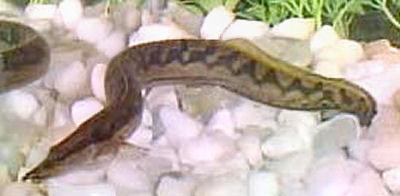 Zig Zag Eel, Mastacembelus armatus, Tire Track Eel, White-Spotted Spiny Eel, Marbled Spiny Eel