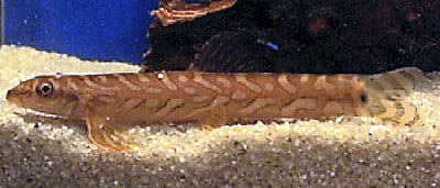 Batik Loach, fish guides for the Balitoridae family of Hillstream Loach species