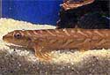 Click to learn about Hillstream Loaches