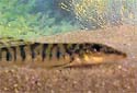 Click for more info on Mongoose Loach