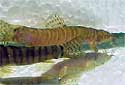 Click for more info on Ornate Tiger Sand Loach