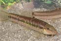 Click for more info on Rainbow Loach