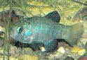 Animal-World info on Desert Pupfish