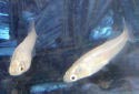 Animal-World info on Japanese Rice Fish