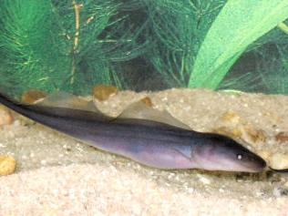 Aba Knife Fish, Gymnarchus niloticus, Aba Aba Knifefish, Freshwater Rat-tail