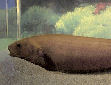 Click for more info on Black Ghost Knifefish