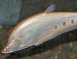 Click for more info on Clown Knifefish