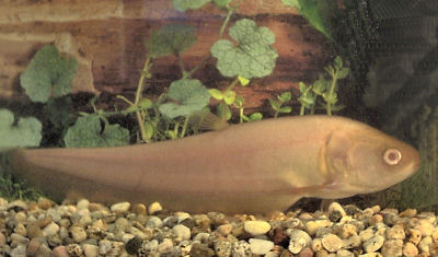 Reticulate Knifefish (albino), Papyrocranus afer, Marbled Knifefish, Arowana Knifefish, Pom Pom Knifefish