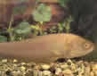Click for more info on Reticulate Knifefish