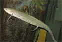 Animal-World info on Marbled Lungfish
