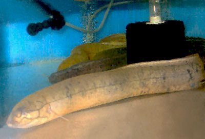 South American Lungfish, Lepidosiren paradoxa, Amazonian Lungfish, Scaly Salamander-fish