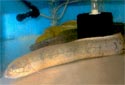 Animal-World info on South American Lungfish