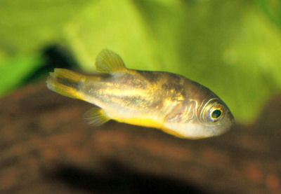 Malabar Puffer or Dwarf Puffer, Carinotetraodon travancoricus, Pea Puffer, India Malabar Pufferfish