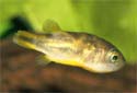 Click for more info on Malabar Puffer