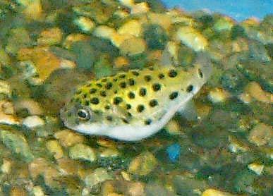 Spotted Green Puffer, Tetraodon nigroviridis, Green Spotted Puffer, Spotted Puffer Fish