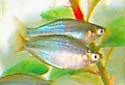 Animal-World info on Australian Rainbowfish