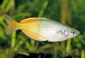 Click for more info on Boeseman's Rainbowfish