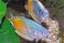 Click to learn about Rainbow Fish