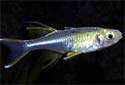 Click for more info on Celebes Rainbowfish