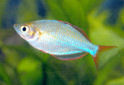 Click for more info on Dwarf Neon Rainbowfish