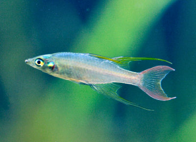 Threadfin Rainbowfish, Iriatherina werneri, Featherfin Rainbowfish