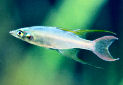 Click for more info on Threadfin Rainbowfish